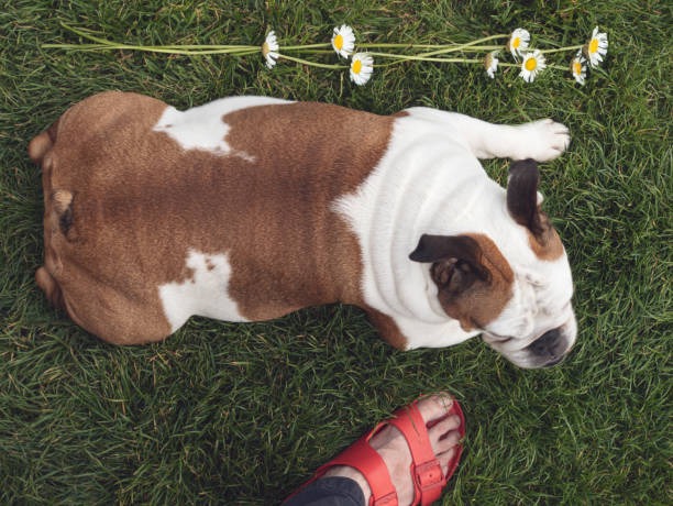 Fake Grass for Dogs Cleveland Homeowners Share Their Experience